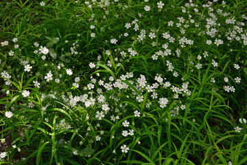 Field of white wildflowers in lush green grass