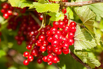 Johannisbeeren am Strauch - Ökologischer Obstanbau