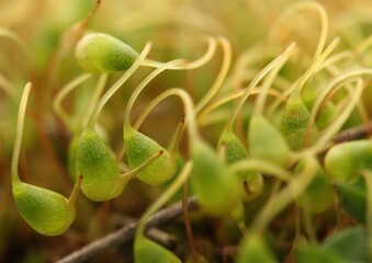 Spore capsules of a moss, most likely Funaria hygrometrica, also known as bonfire moss or common cord-moss. 