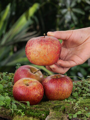 Fresh Red Apples in Hand on Natural Mossy Ground with Green Forest Background