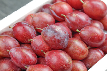Fresh Red Australian Prunes in Container - Premium Imported Stone Fruit Display
