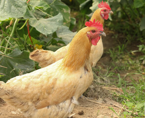 Three Yellow Farm Hens Foraging on Natural Earthen Ground in Backyard Chicken Coop Setting