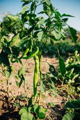 Close-up of a green bush of ripening pepper on a plantation or in the garden.