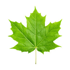 Green maple leaf isolated on black background. Detailed summer foliage in fresh natural close up view.