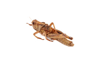 Fried Grasshoppers Edible Insects on White Background Alternative Protein Food