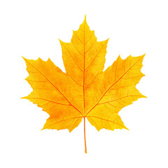 Fototapeta premium Yellow autumn maple leaf isolated on black background. Vibrant fall foliage in seasonal detailed close up view.