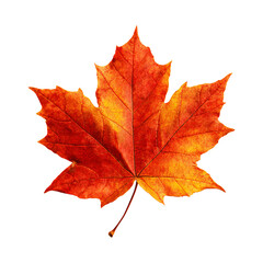 Obraz premium Orange autumn maple leaf isolated on black background. Seasonal fall foliage in detailed natural close up view.