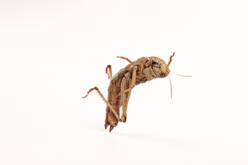 Fresh Grasshopper Insect Isolated on White Background for Food Photography and Entomology Studies
