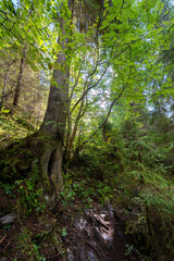 Fototapeta premium Beech tree in Apuseni forest
