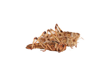 Fresh Grasshoppers Edible Insects for Frying and Cooking Sustainable Protein Farm Food