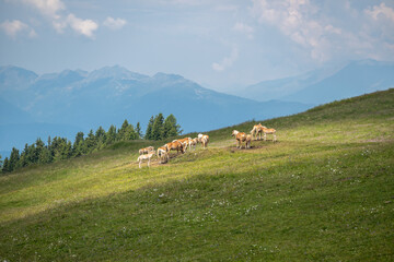 Herde von Haflingern auf der Seiser Alm.