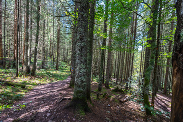 Hiking trail in Apuseni forest
