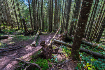 Fallen trees on forest trail
