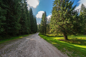 Forest road in Apuseni