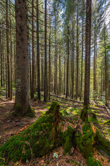 Mossy tree stump in Apuseni forest