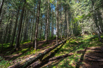 Fallen trees on forest trail