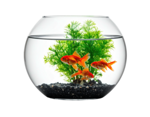 Three goldfish swim amidst vibrant green aquatic plants in a clear, round glass bowl, resting on dark gravel