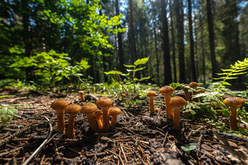 Honey fungus on forest log