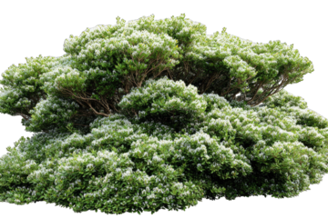 Dense, leafy shrub with small white flowers