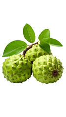 Fototapeta premium Three light-green, bumpy, custard apples clustered on a small stem with vibrant green leaves, isolated on a black background