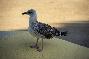 Fototapeta premium A seagull is standing on a yellow surface