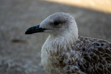 A small bird with a black beak and brown feathers