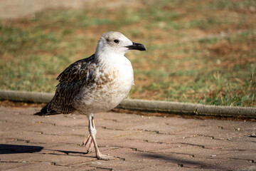 A small bird with a black beak and brown feathers