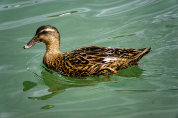 A duck is swimming in a body of water