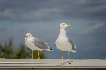 Fototapeta premium Two seagulls standing on a roof