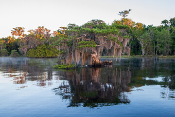 Fototapeta premium Florida, Cypress Trees, East Coast, South East, North America,