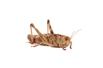 Fried Locusts Grasshoppers Edible Insects Sustainable Protein Alternative Food Source
