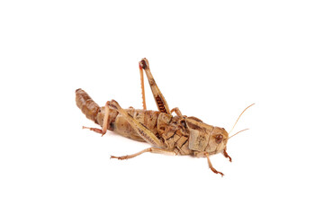 Fried Grasshopper Locust from Shandong China White Background Traditional Cuisine Edible Insect Food
