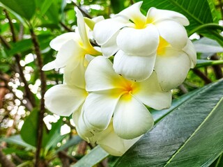 A cluster of white frangipani (plumeria) flowers with yellow centers blooming among green leaves,...