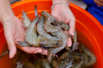 Human hand holding fresh shrimp (vaname shrimp or white leg shrimp) © Bastera rusdi