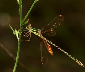 Close-up of a damselfly, specifically identified as a Migrant Spreadwing (Lestes barbarus), also...