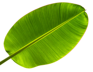 Firefly_Single bright green banana leaf with prominent veins and central stem on black backgr