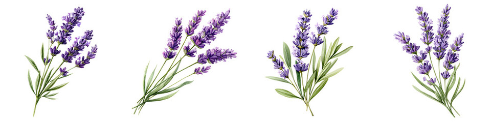 Naklejka premium Lavender Bouquet Collection: Fragrant Floral Illustration