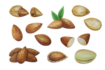 Almond nut, watercolor painting. Almond leaves. Almond plant