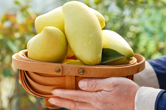 Fresh Golden Mango Fruits in Wooden Basket - Vietnam Tropical Harvest