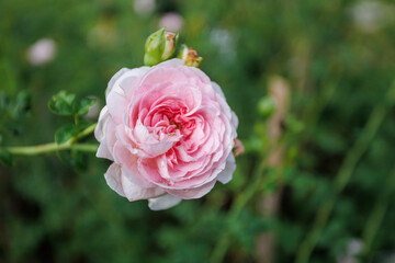 Pink roses in full bloom
