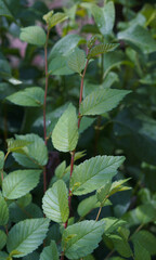 A young tree is growing under the tree.