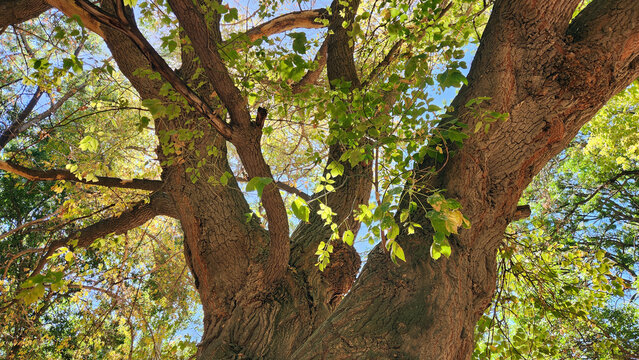 A boxelder tree (Acer negundo) is about to show its autumnal leaves in a city park