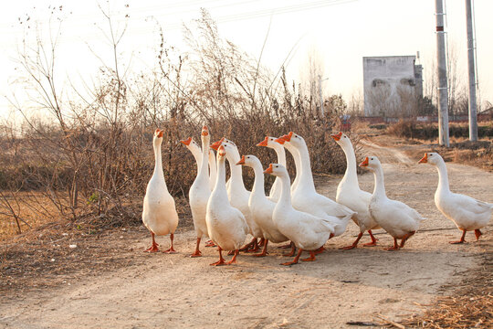 White Domestic Geese Flock Walking on Farm Road Near Stocked Pond in Rural Countryside