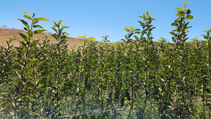 In Nigde province in the central Anatolia, an apple saplings orchard in the end of September