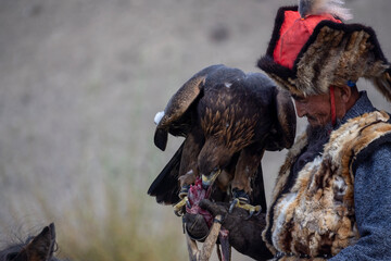 A Mongolian eagle hunter, a berkutchi, prepares to hunt with his bird on a September day in Mongolia.