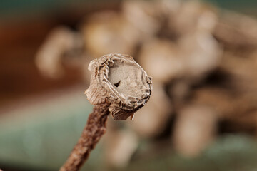 Fresh Morel Mushroom Close-up with Natural Honeycomb Texture Pattern