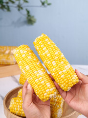 Fresh Sweet Corn Cobs with Golden Yellow Kernels Held in Hands Over Wooden Bowl
