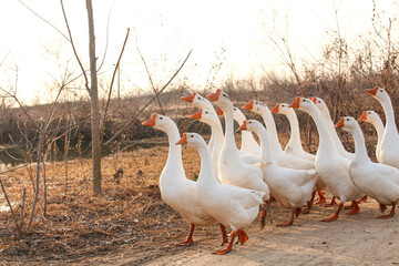 White Farm Geese Flock Walking Near Pond in Rural Agricultural Setting During Golden Hour