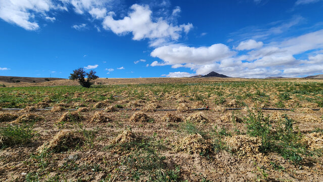 Piles of harvested white beans in a crop field in Niğde province in late September