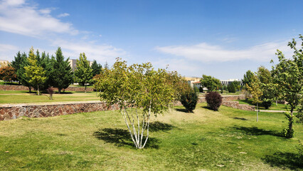 In a park, a stand of common white birch trees creates a serene scene, their distinctive...